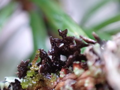 Hypogymnia lophyrea