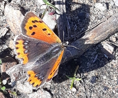 Lycaena phlaeas