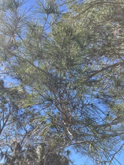 Pinus clausa