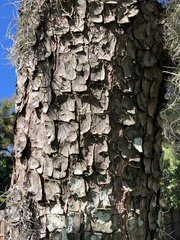 Pinus clausa