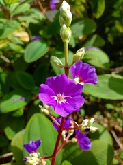 Pleroma heteromallum