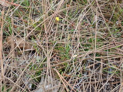 Xyris brevifolia