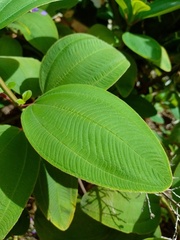 Pleroma heteromallum