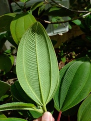 Pleroma heteromallum