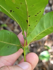 Exothea paniculata
