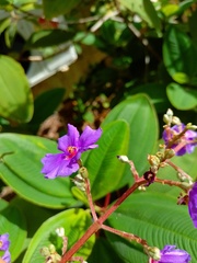 Pleroma heteromallum