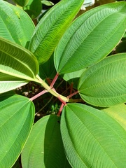 Pleroma heteromallum