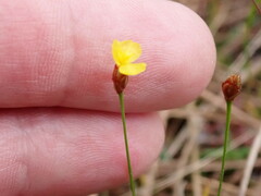 Xyris brevifolia