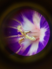 Pleroma heteromallum