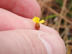 Xyris brevifolia
