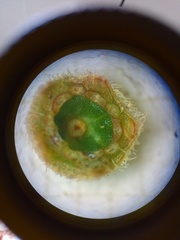 Pleroma heteromallum