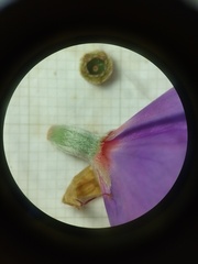 Pleroma heteromallum