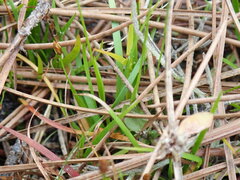 Xyris brevifolia