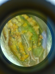 Pleroma heteromallum