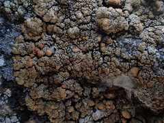 Rhizoplaca subdiscrepans