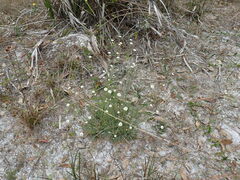 Syngonanthus flavidulus