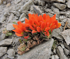 Castilleja tolucensis
