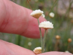 Syngonanthus flavidulus