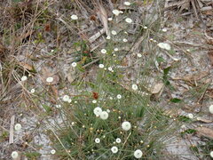 Syngonanthus flavidulus