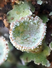 Cladonia pyxidata