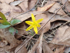 Hypoxis juncea