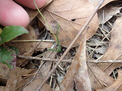Hypoxis juncea
