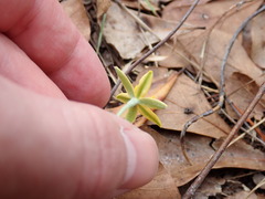 Hypoxis juncea