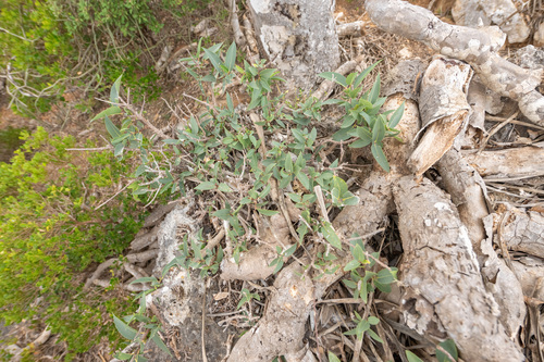 Ficus salicifolia (Ficus salicifolia)