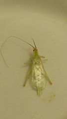 Oecanthus varicornis