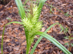 Carex lupuliformis