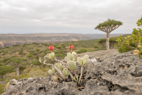 Kalanchoe farinacea, photograph 4
