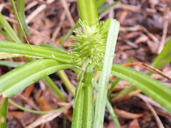 Carex lupuliformis