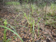 Carex lupuliformis