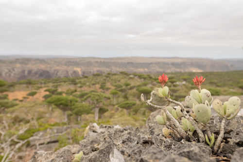 Kalanchoe farinacea image