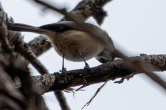 Poecile atricapillus