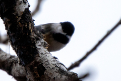 Poecile atricapillus