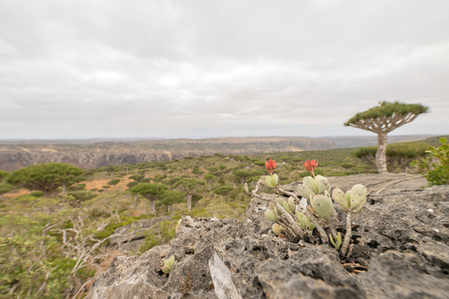 Kalanchoe farinacea, photograph 6