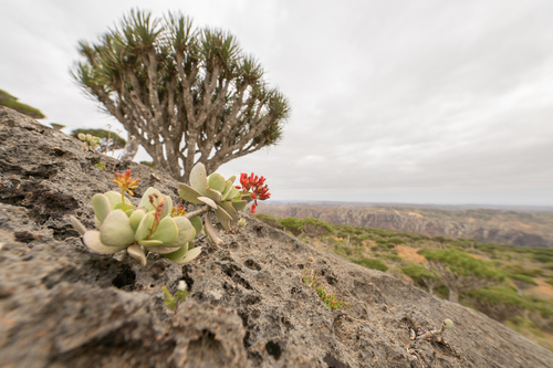 Kalanchoe farinacea, photograph 3