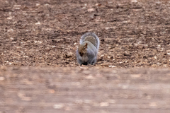 Sciurus carolinensis