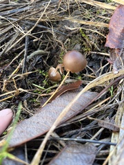 Panaeolus acuminatus