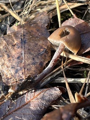 Panaeolus acuminatus