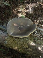 Pleurotus australis