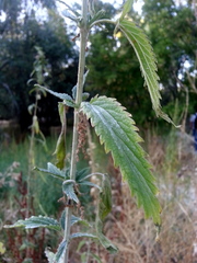 Urtica dioica