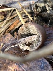 Panaeolus acuminatus