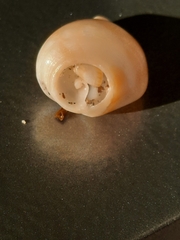 Neogastropoda