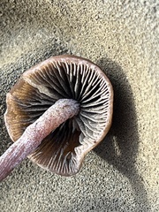 Panaeolus acuminatus