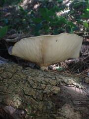 Pleurotus australis