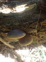 Pleurotus australis