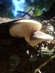 Pleurotus australis