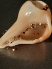 Neogastropoda
